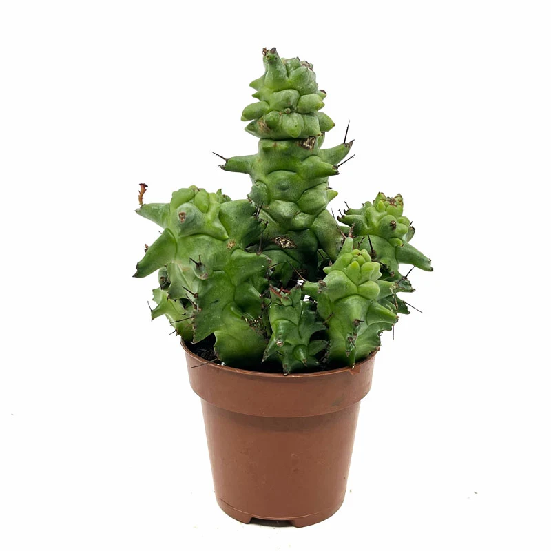 Euphorbia Horrida Monstruosa Cactus Y Suculentas M8,5 cm Ø