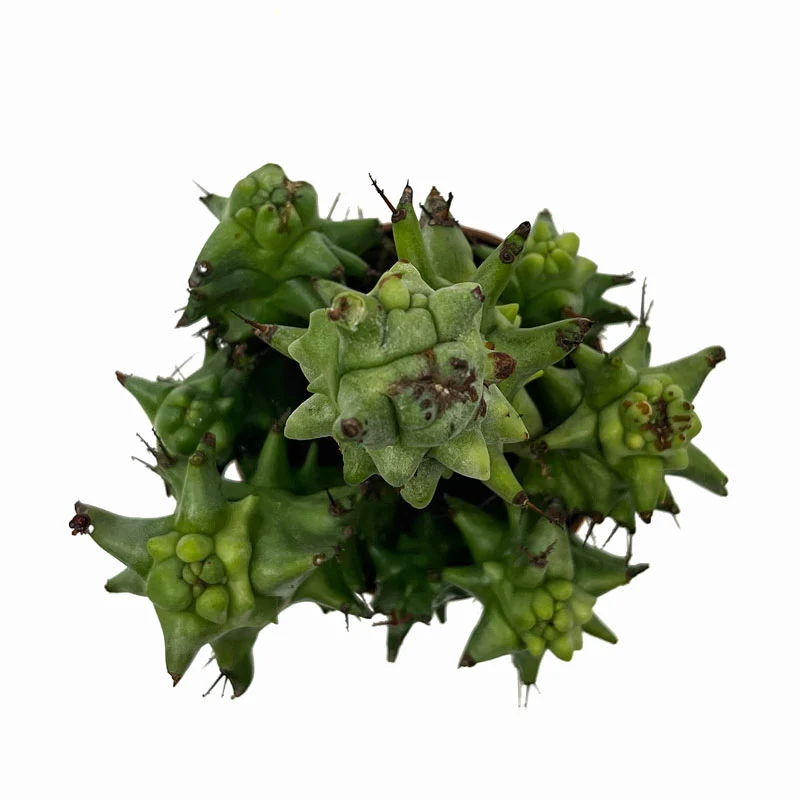 Euphorbia Horrida Monstruosa Cactus Y Suculentas M8,5 cm Ø