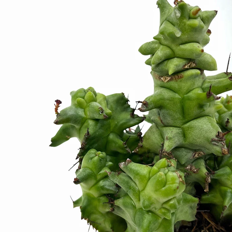 Euphorbia Horrida Monstruosa Cactus Y Suculentas M8,5 cm Ø