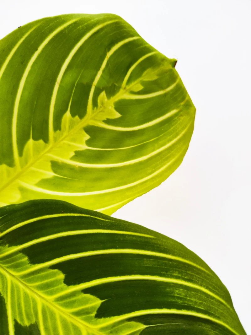 Maranta Fascinator | Altura 30cm - Diámetro 12cm