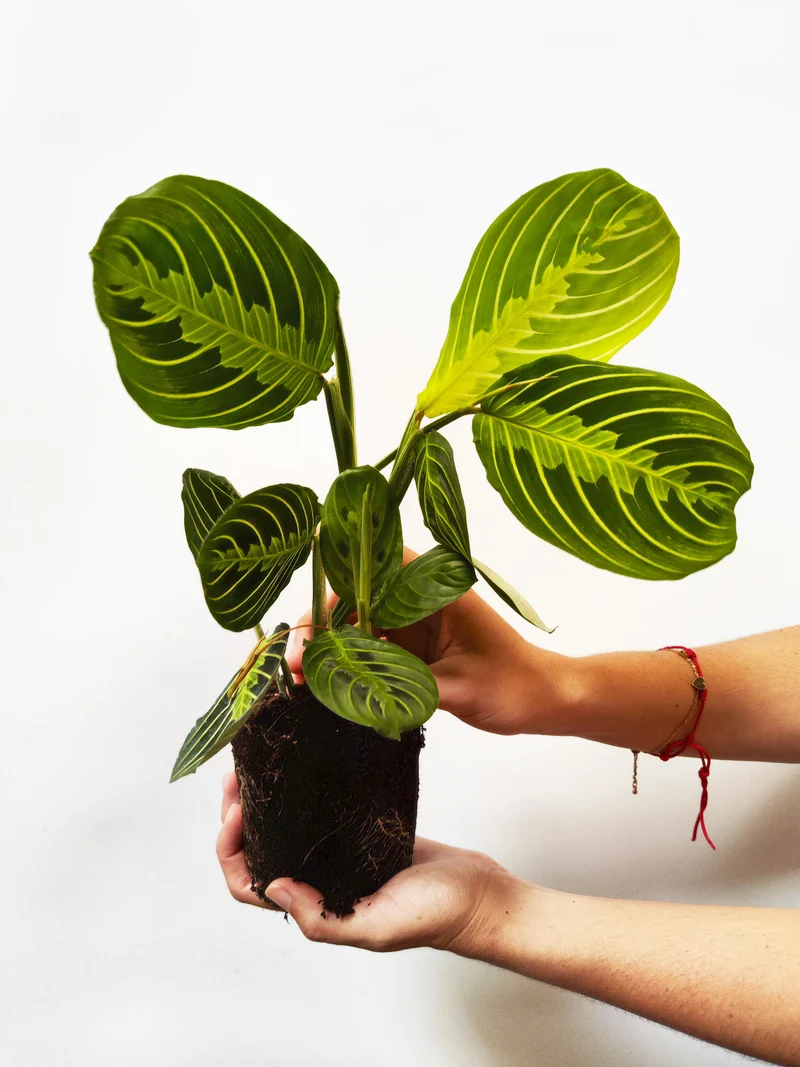 Maranta Fascinator | Altura 30cm - Diámetro 12cm