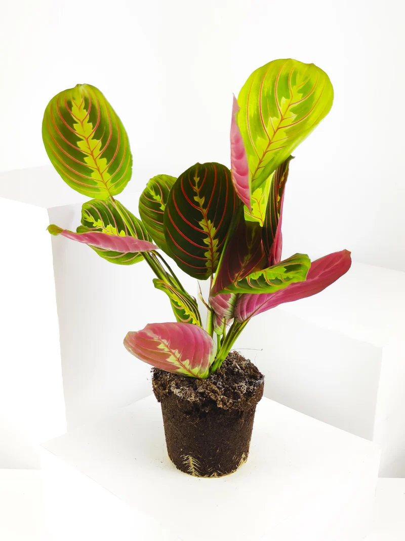 Maranta Fascinator | Altura 30cm - Diámetro 12cm