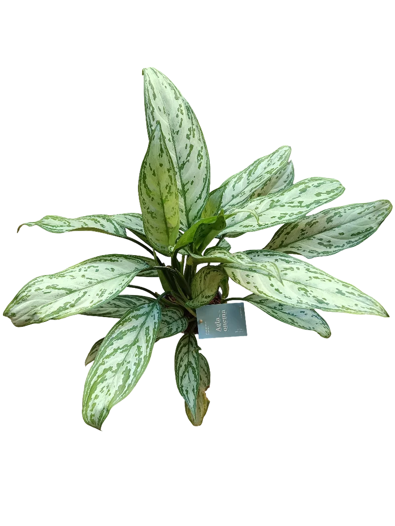 Aglaonema Silver Queen Planta De Interior Ø14 Altura 50 Cm