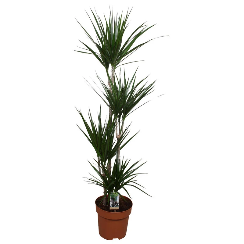 Dracena Marginata 4 Troncos 90-60-30-15 M27