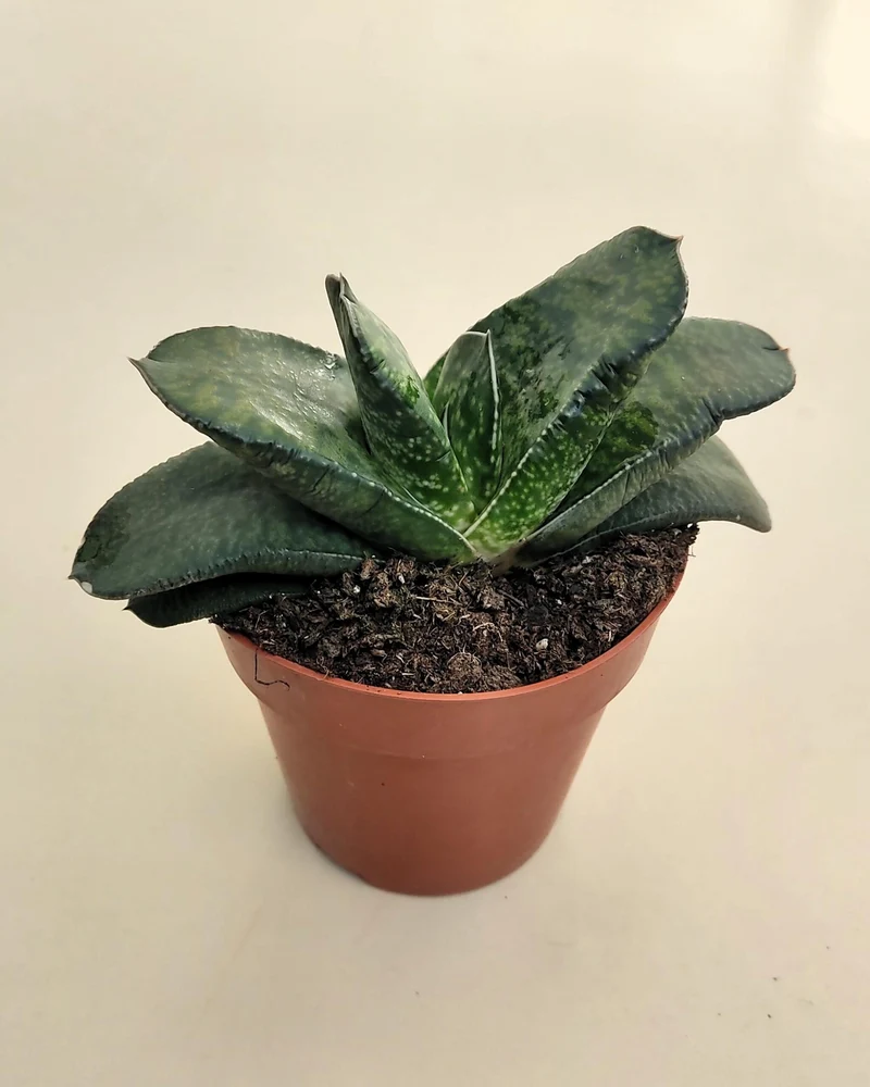 Gasteria Sp. (gasteria); Planta Suculenta; Curiosarium; Diámetro Planta 12-14 Cm, Diámetro Maceta 8,5 Cm