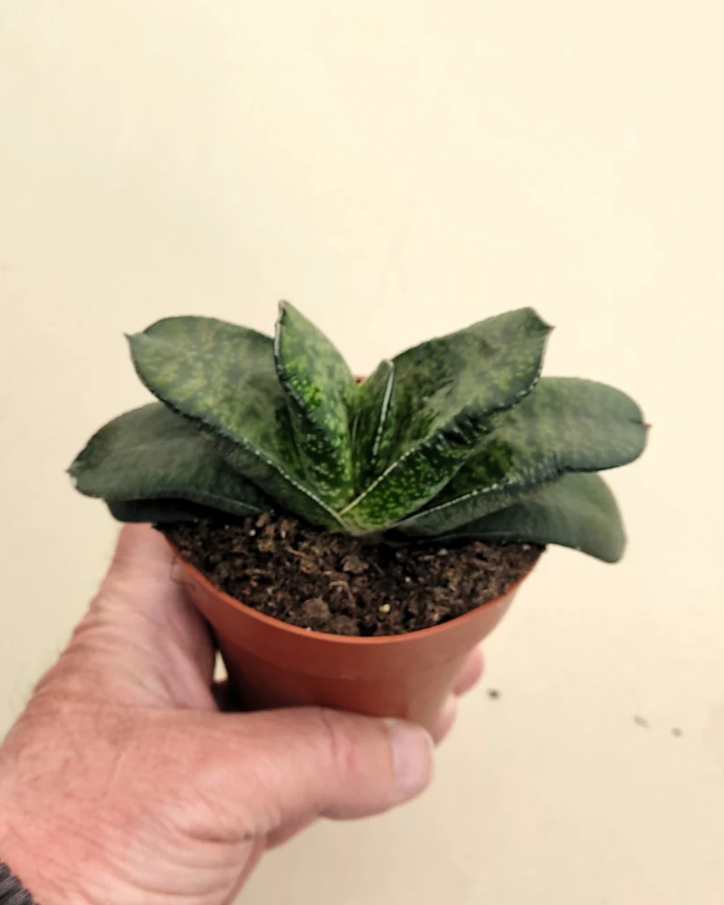 Gasteria Sp. (gasteria); Planta Suculenta; Curiosarium; Diámetro Planta 12-14 Cm, Diámetro Maceta 8,5 Cm