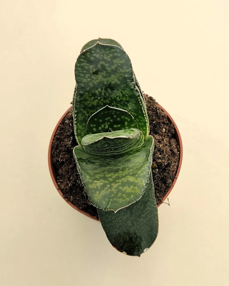 Gasteria Sp. (gasteria); Planta Suculenta; Curiosarium; Diámetro Planta 12-14 Cm, Diámetro Maceta 8,5 Cm
