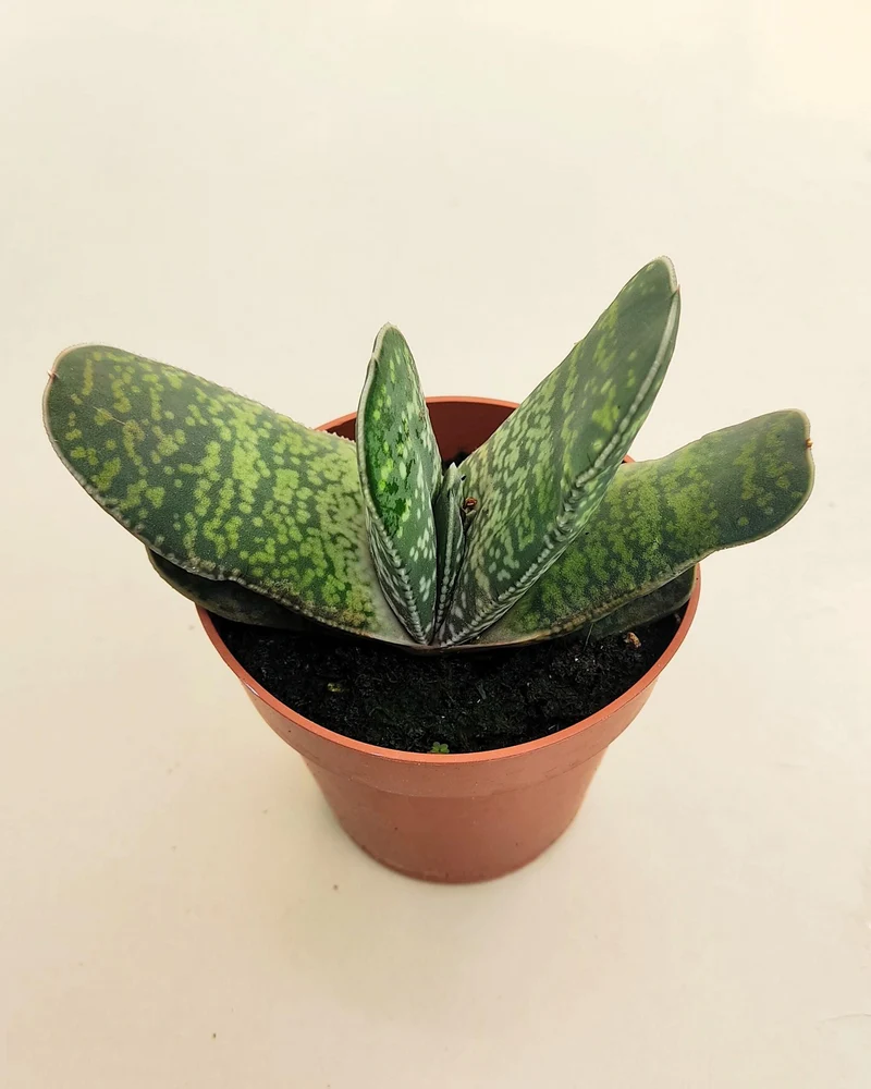 Gasteria Sp. (gasteria); Planta Suculenta; Curiosarium; Diámetro Planta 12-14 Cm, Diámetro Maceta 8,5 Cm