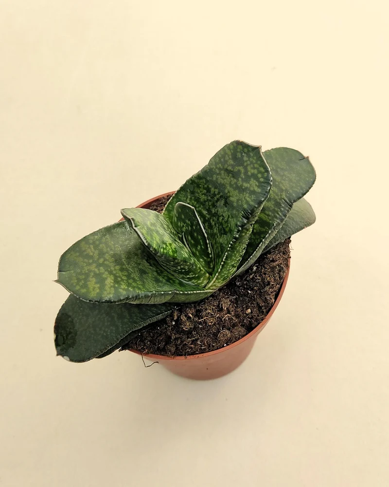 Gasteria Sp. (gasteria); Planta Suculenta; Curiosarium; Diámetro Planta 12-14 Cm, Diámetro Maceta 8,5 Cm