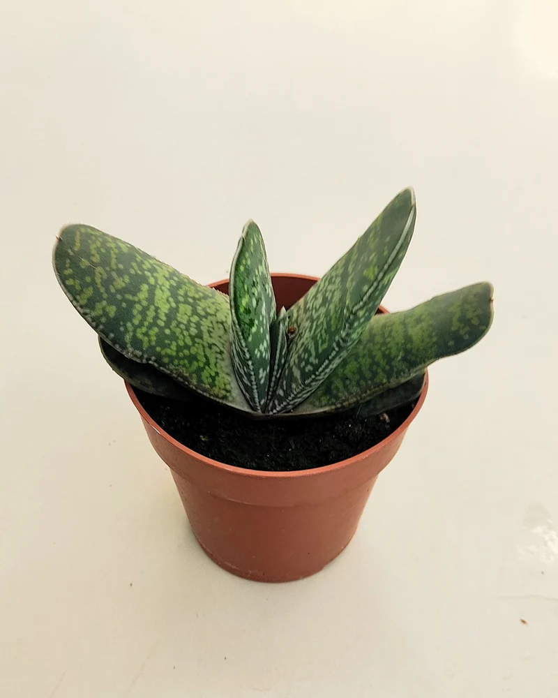 Gasteria Sp. (gasteria); Planta Suculenta; Curiosarium; Diámetro Planta 12-14 Cm, Diámetro Maceta 8,5 Cm