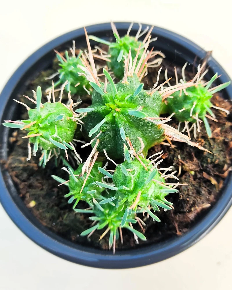 Euphorbia Meloformis; Euforbia Melón, Euforbia Suculenta; Curiosarium; Diámetro Maceta 10,5 Cm