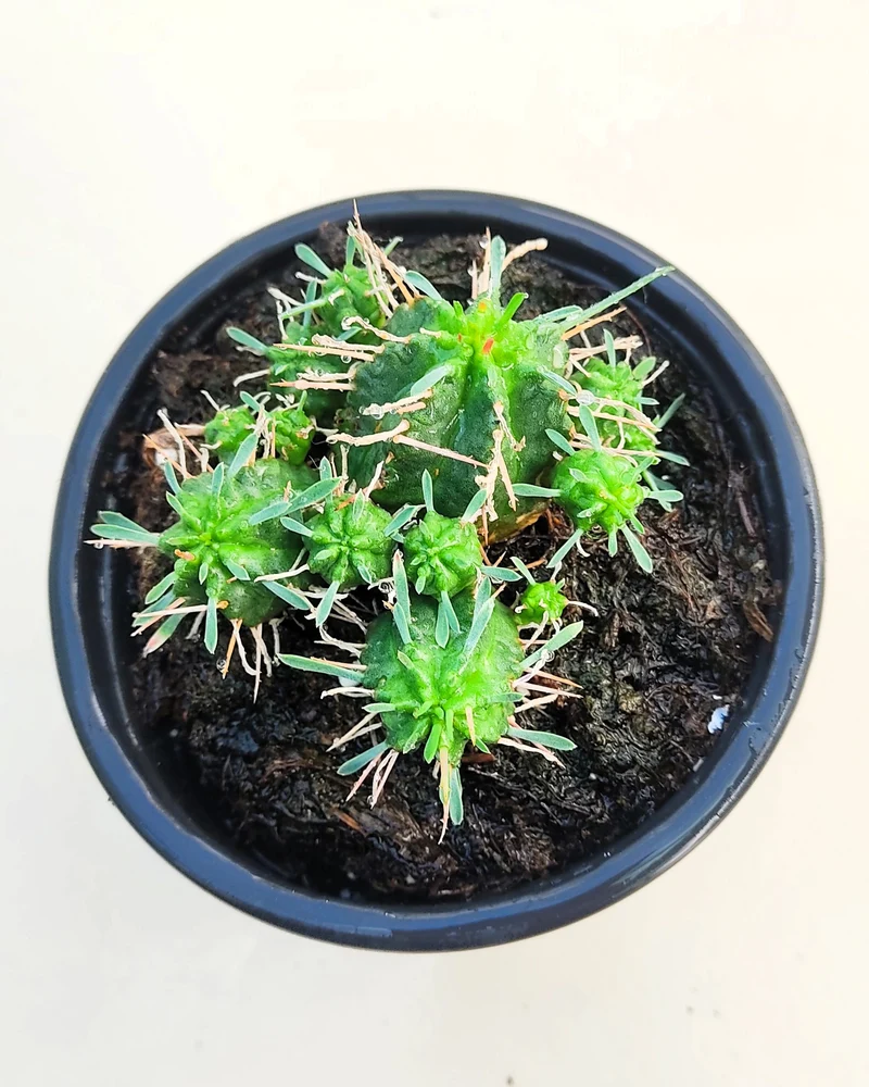 Euphorbia Meloformis; Euforbia Melón, Euforbia Suculenta; Curiosarium; Diámetro Maceta 10,5 Cm