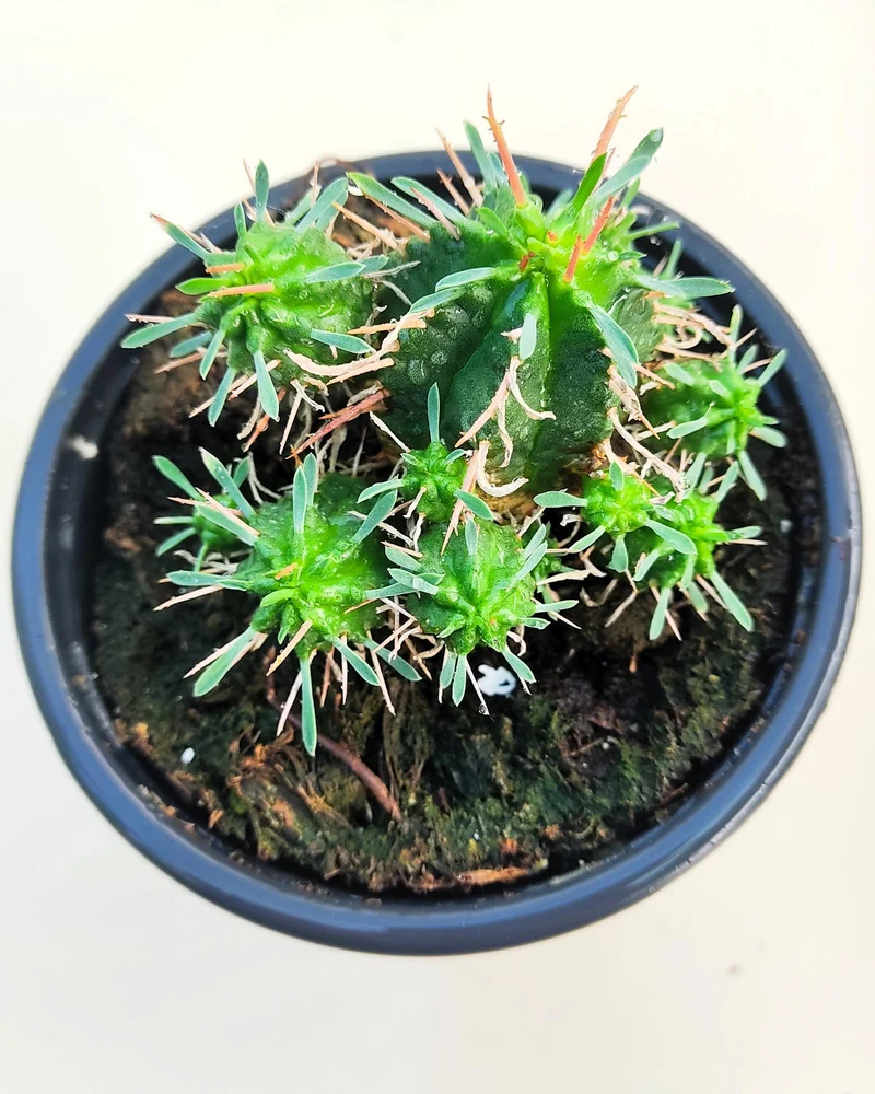 Euphorbia Meloformis; Euforbia Melón, Euforbia Suculenta; Curiosarium; Diámetro Maceta 10,5 Cm