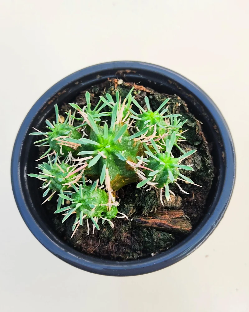 Euphorbia Meloformis; Euforbia Melón, Euforbia Suculenta; Curiosarium; Diámetro Maceta 10,5 Cm