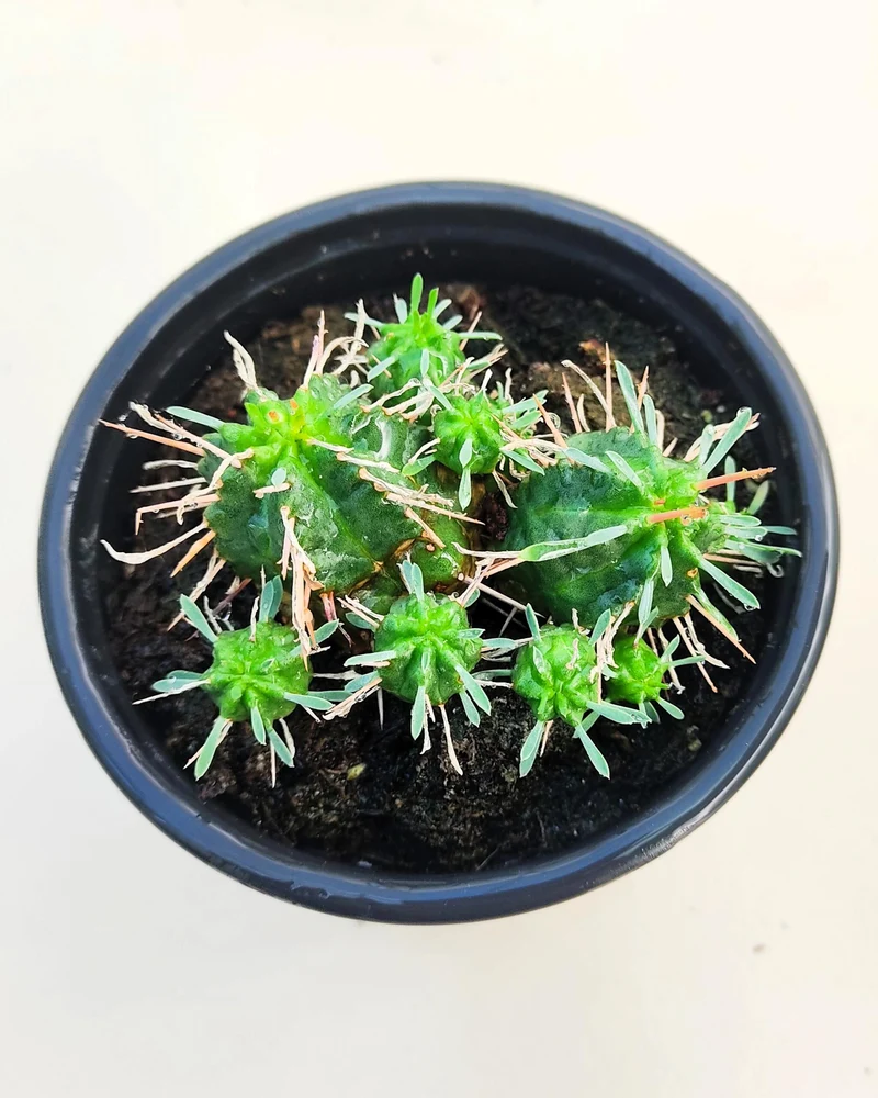 Euphorbia Meloformis; Euforbia Melón, Euforbia Suculenta; Curiosarium; Diámetro Maceta 10,5 Cm