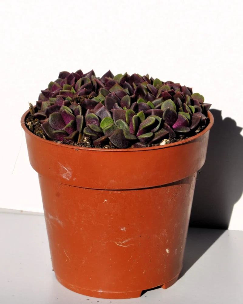 Anacampseros Rufescens (rosa De Arena); Planta Suculenta; Curiosarium; Diámetro Maceta 10,5 Cm