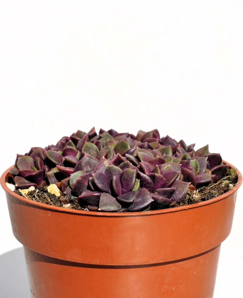 Anacampseros Rufescens (rosa De Arena); Planta Suculenta; Curiosarium; Diámetro Maceta 10,5 Cm