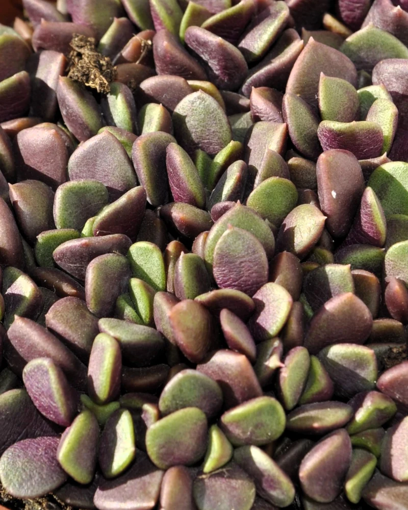 Anacampseros Rufescens (rosa De Arena); Planta Suculenta; Curiosarium; Diámetro Maceta 10,5 Cm