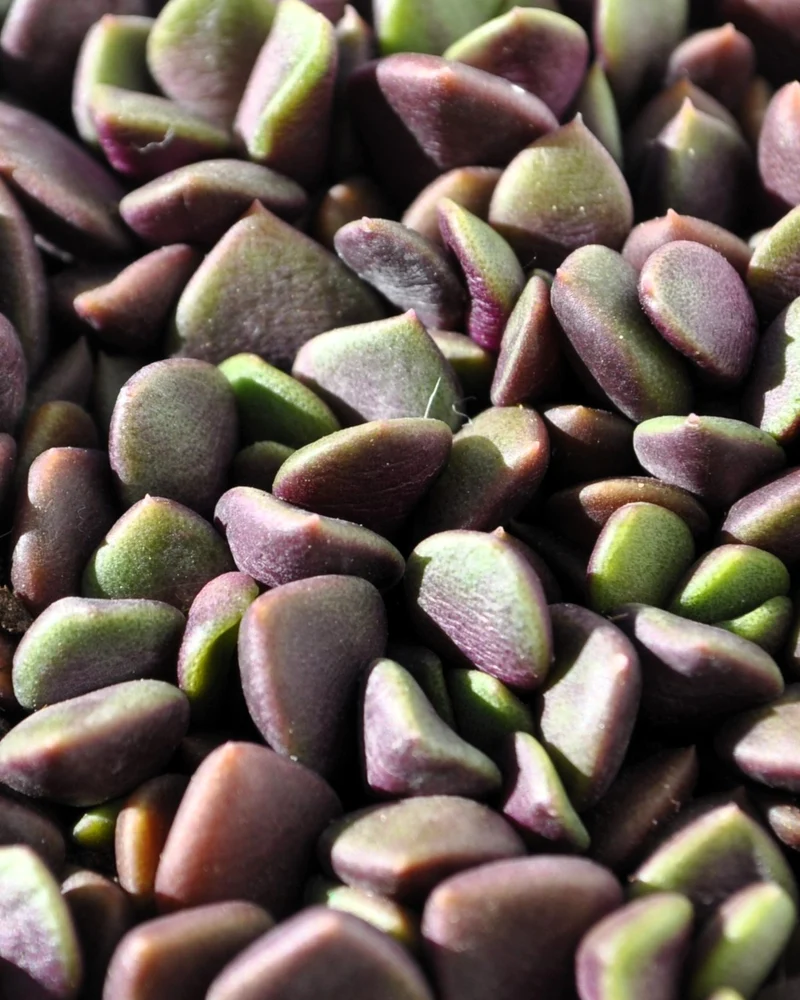 Anacampseros Rufescens (rosa De Arena); Planta Suculenta; Curiosarium; Diámetro Maceta 10,5 Cm