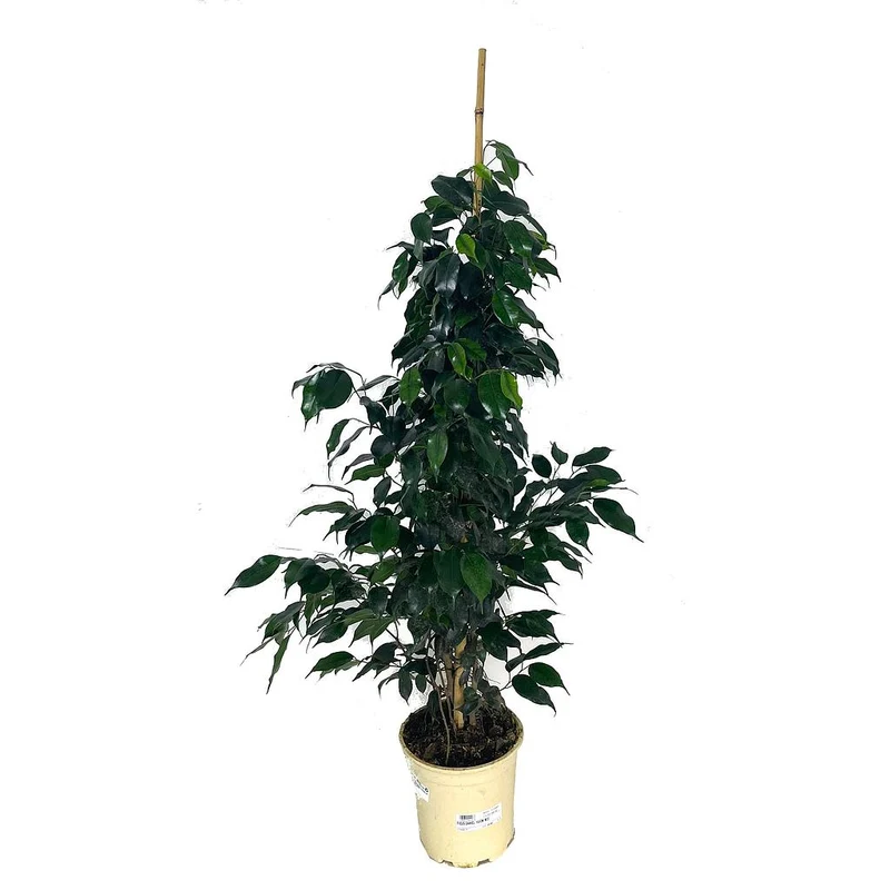 Ficus Daniel M22 150cm