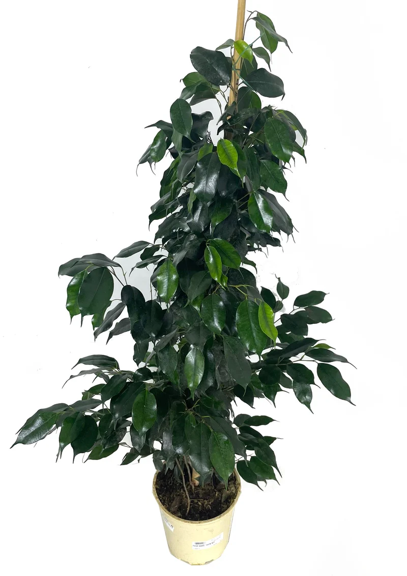 Ficus Daniel M22 150cm