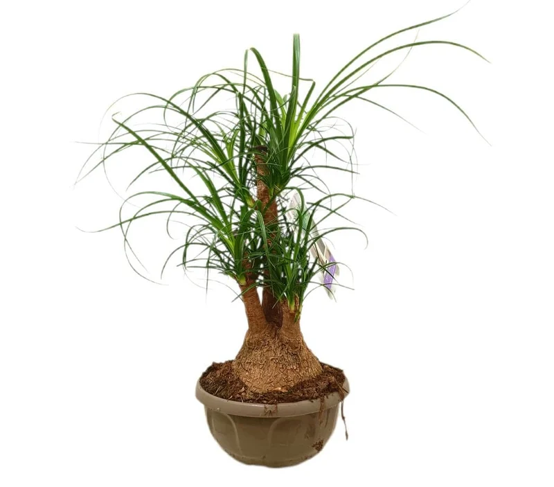Beaucarnea Ramificada M22 40-50cm