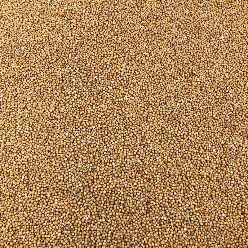 Semillas De Mostaza Amarilla Orgánica A Granel 0,5 Kg