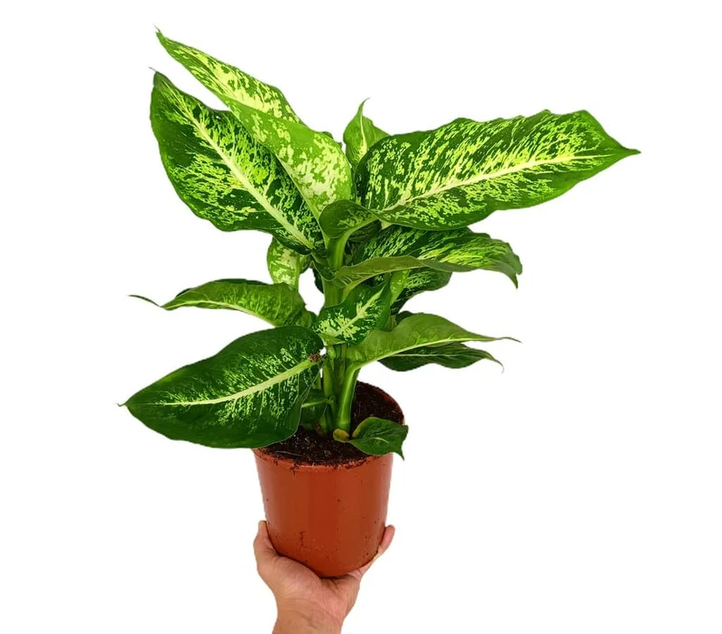 Dieffenbachia Mars M17 50cm