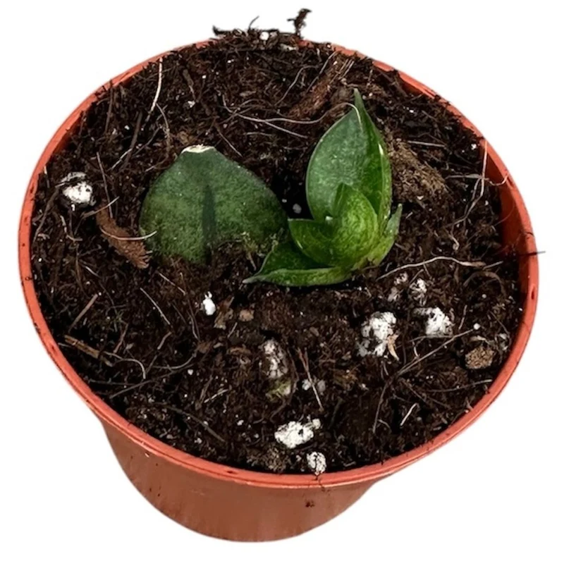 Planta Natural Sansevieria 'pyramid' 1 Ud Ø 6 Alt. 5
