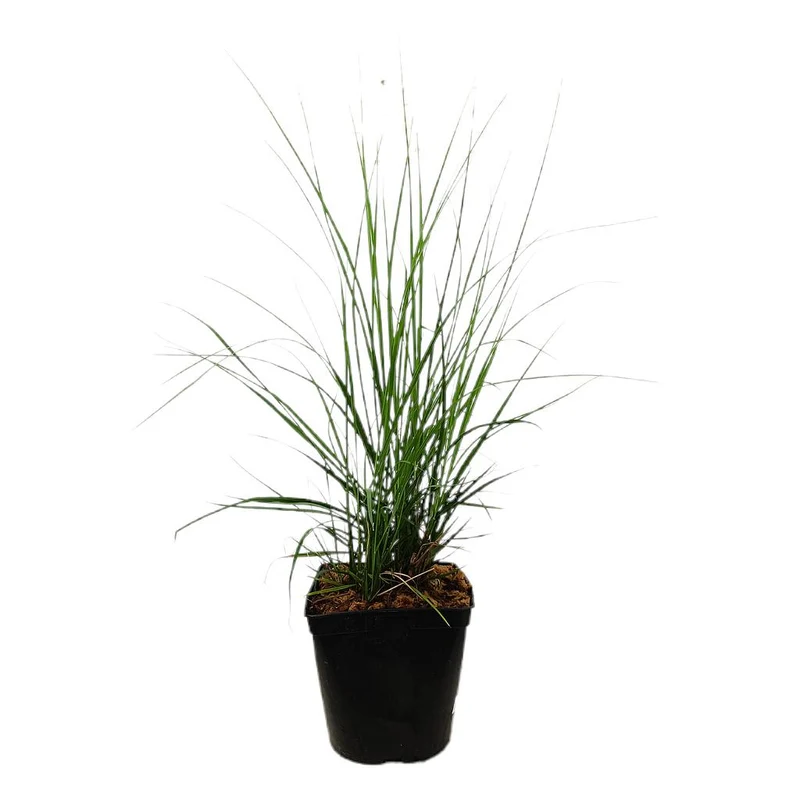 Pennisetum Alopecuroides M17 40cm