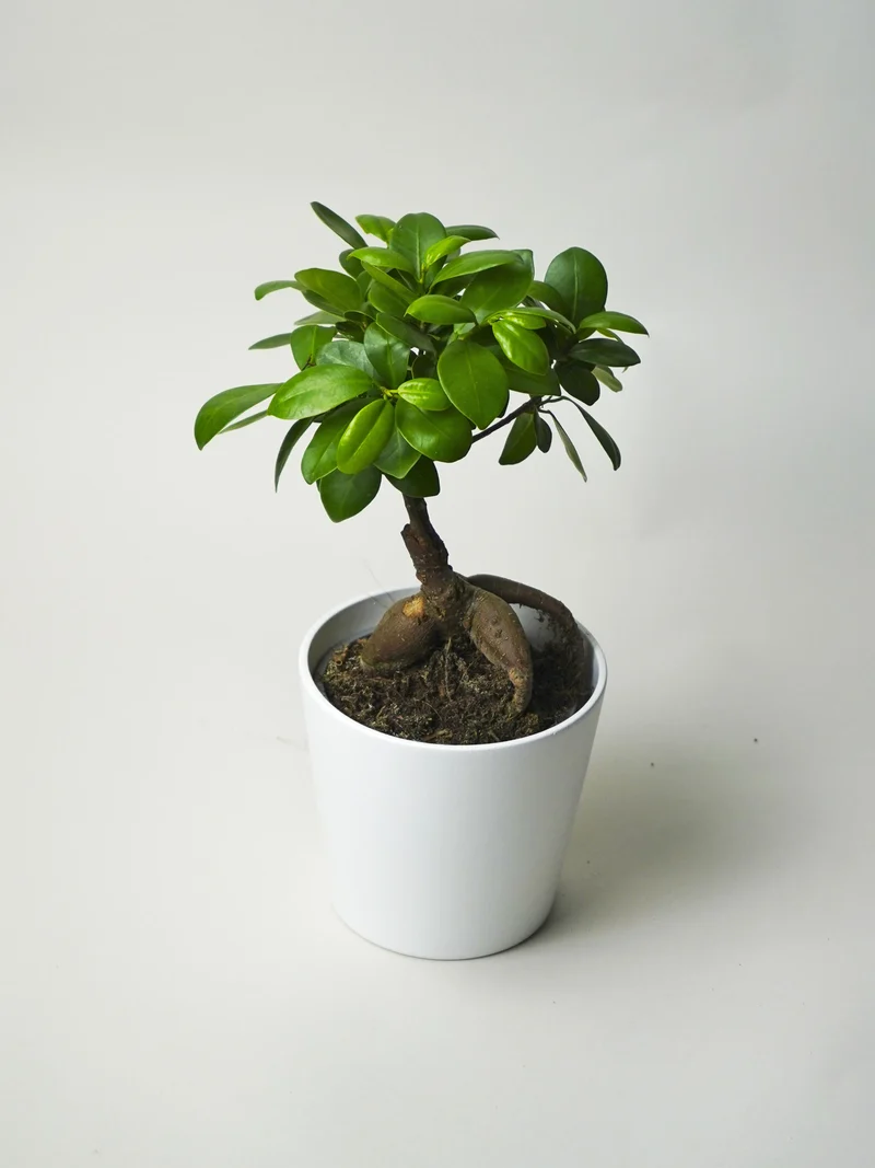 Ficus Ginseng Microcarpa | Altura 35cm - Diámetro 12cm