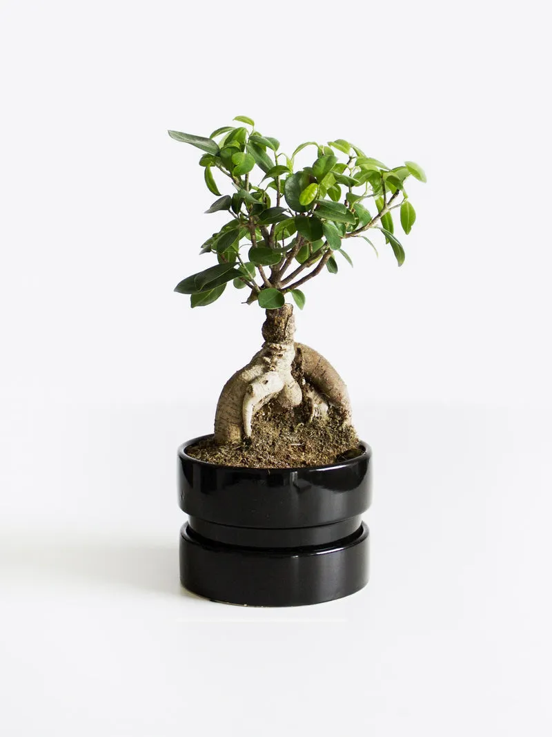 Ficus Ginseng Microcarpa | Altura 35cm - Diámetro 12cm