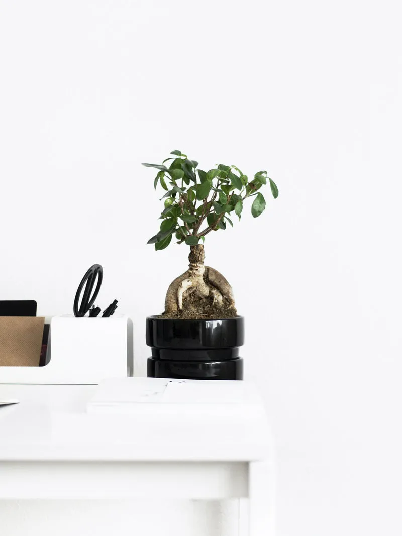 Ficus Ginseng Microcarpa | Altura 35cm - Diámetro 12cm
