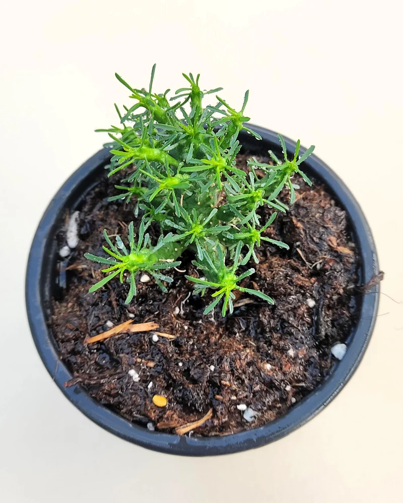 Euphorbia Flanaganii (cabeza De Medusa); Euforbia Suculenta, Planta De Colección; Curiosarium; Diámetro Maceta 10,5 Cm