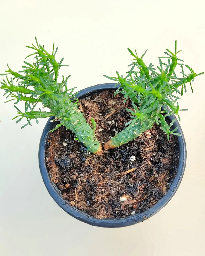 Euphorbia Flanaganii (cabeza De Medusa); Euforbia Suculenta, Planta De Colección; Curiosarium; Diámetro Maceta 10,5 Cm