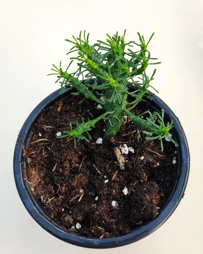 Euphorbia Flanaganii (cabeza De Medusa); Euforbia Suculenta, Planta De Colección; Curiosarium; Diámetro Maceta 10,5 Cm