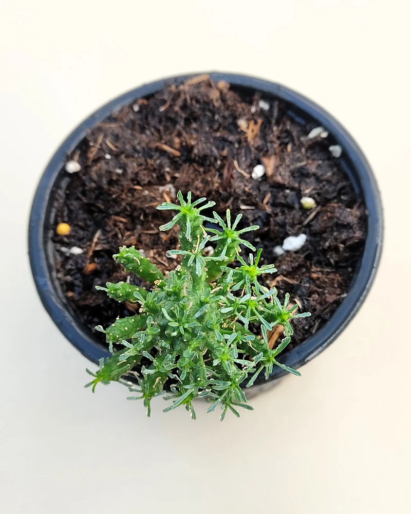 Euphorbia Flanaganii (cabeza De Medusa); Euforbia Suculenta, Planta De Colección; Curiosarium; Diámetro Maceta 10,5 Cm
