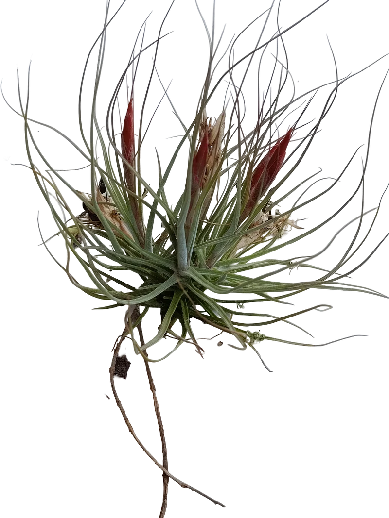 Tillandsia Schiedeana Var Minor Clumb