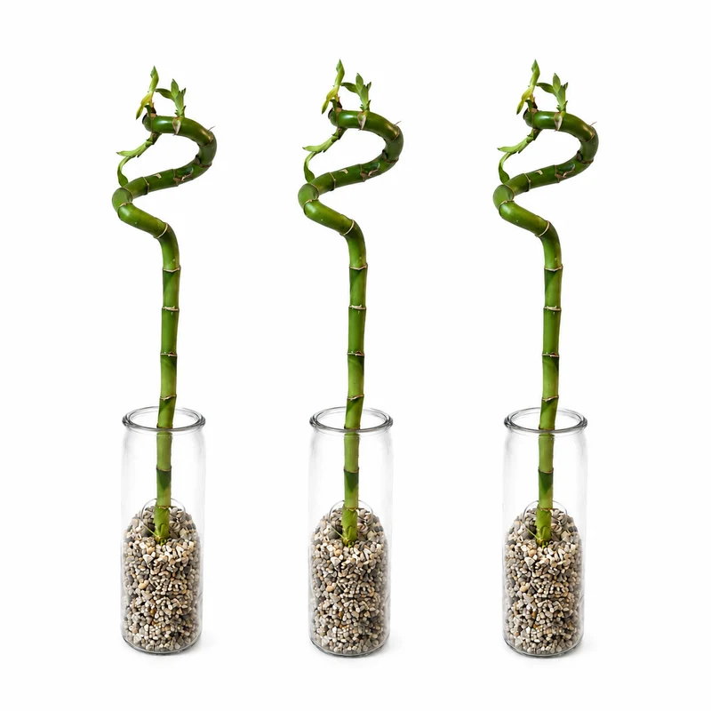 Lucky Bamboo (bambú) 3x Dracaena Sanderiana - Planta, Vidrio Y Piedras - 40-45cm