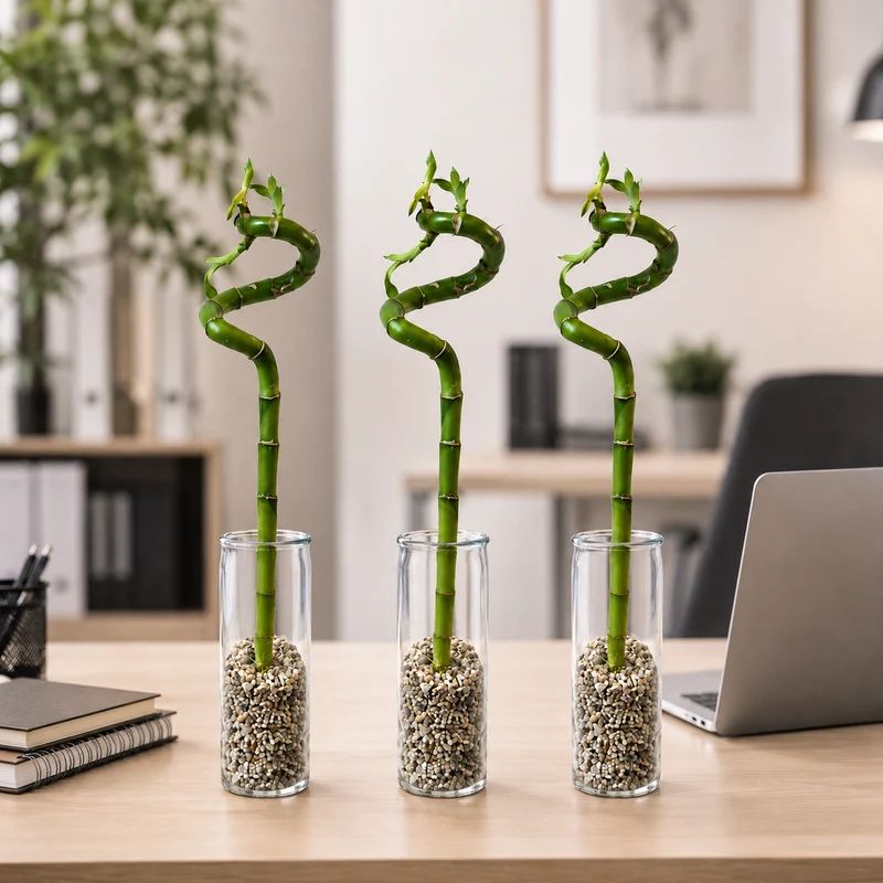 Lucky Bamboo (bambú) 3x Dracaena Sanderiana - Planta, Vidrio Y Piedras - 40-45cm