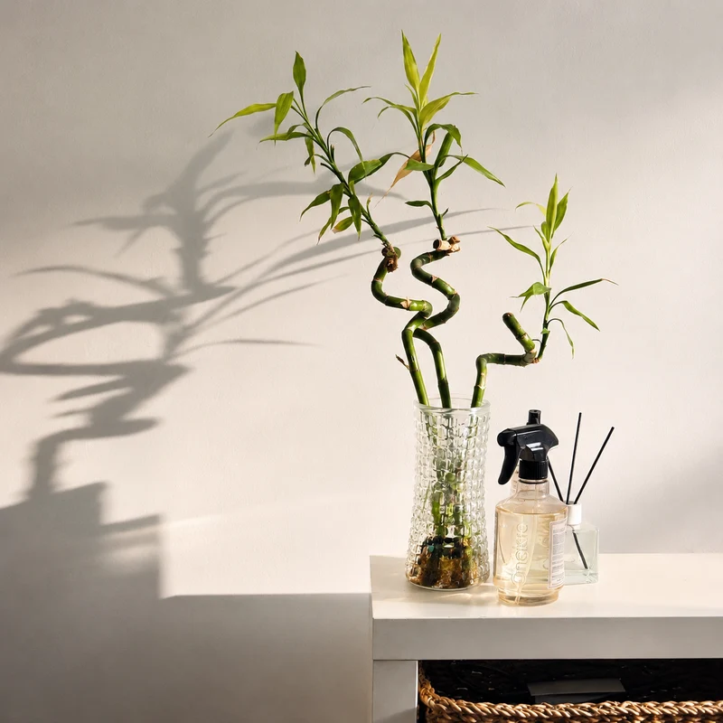 Lucky Bamboo Set De 6 - Dracaena Sanderiana - 40-45 Cm - Planta De Interior