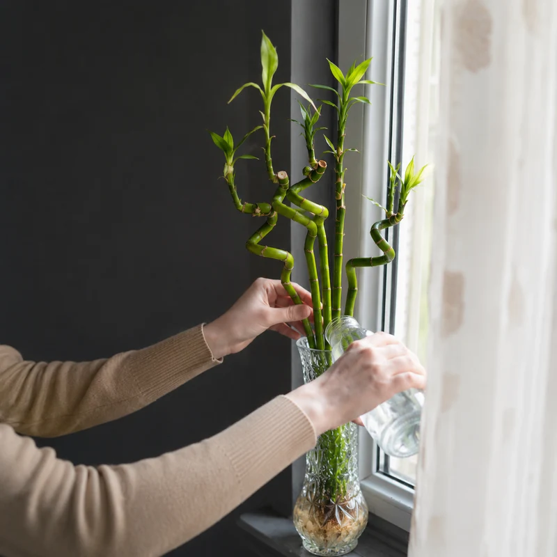 Lucky Bamboo Set De 6 - Dracaena Sanderiana - 40-45 Cm - Planta De Interior