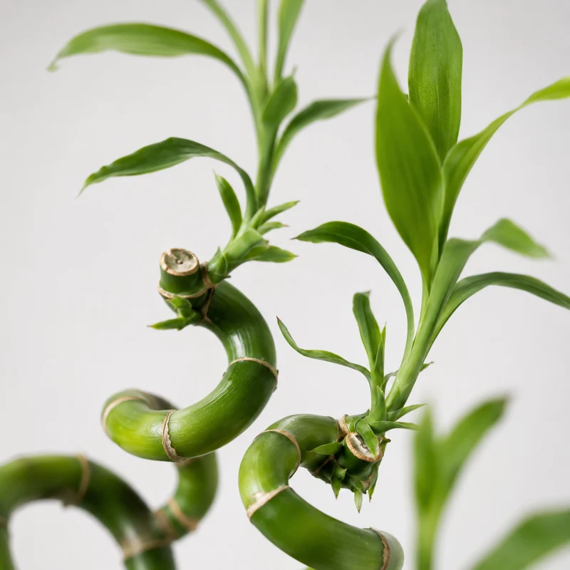 Lucky Bamboo Set De 6 - Dracaena Sanderiana - 40-45 Cm - Planta De Interior