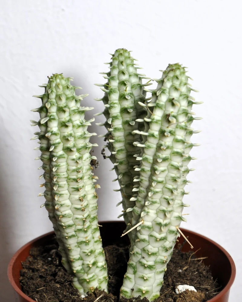 Euphorbia Mammillaris 'variegata' (mazorca De Maíz Variegada); Euforbia Suculenta; Curiosarium; Diámetro Maceta 10,5 Cm