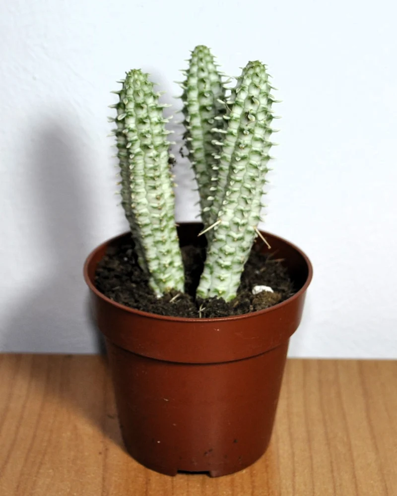 Euphorbia Mammillaris 'variegata' (mazorca De Maíz Variegada); Euforbia Suculenta; Curiosarium; Diámetro Maceta 10,5 Cm
