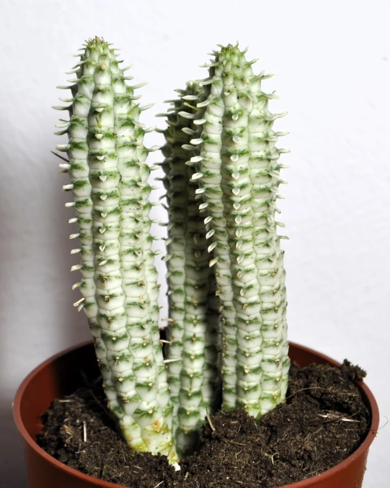 Euphorbia Mammillaris 'variegata' (mazorca De Maíz Variegada); Euforbia Suculenta; Curiosarium; Diámetro Maceta 10,5 Cm