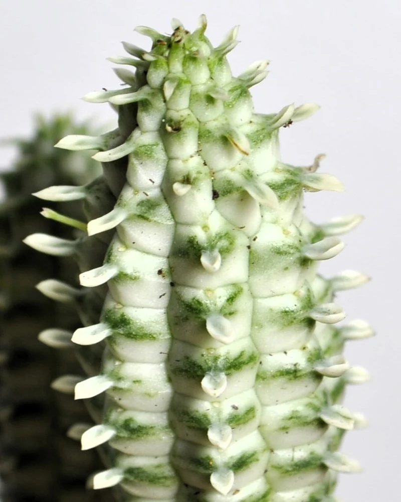 Euphorbia Mammillaris 'variegata' (mazorca De Maíz Variegada); Euforbia Suculenta; Curiosarium; Diámetro Maceta 10,5 Cm