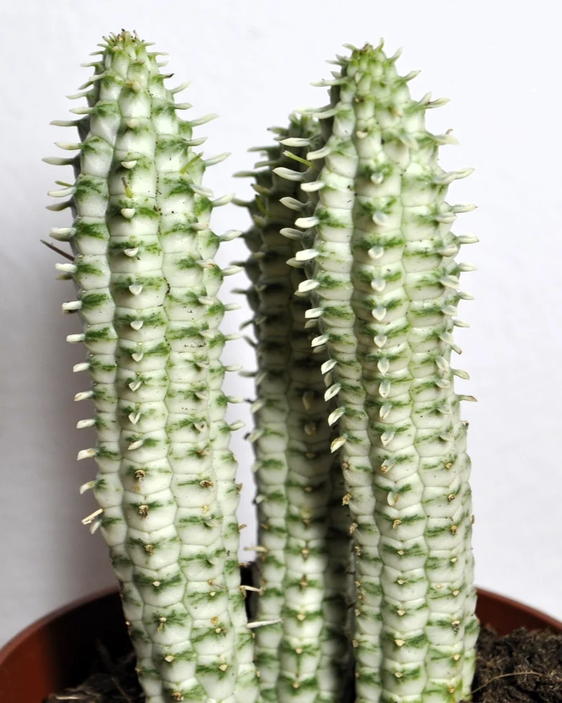 Euphorbia Mammillaris 'variegata' (mazorca De Maíz Variegada); Euforbia Suculenta; Curiosarium; Diámetro Maceta 10,5 Cm