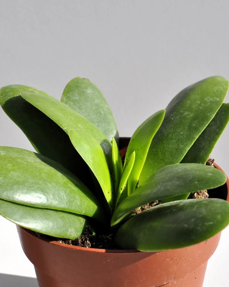 Crassula Perfoliata 'borracha'; Planta Suculenta Verde, Planta De Colección; Curiosarium; Diámetro Maceta 10,5 Cm