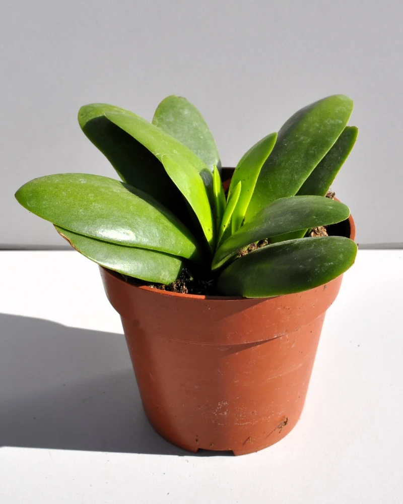 Crassula Perfoliata 'borracha'; Planta Suculenta Verde, Planta De Colección; Curiosarium; Diámetro Maceta 10,5 Cm